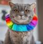 Preview: Birdsbesafe® Katzen-Halskrause Regenbogen